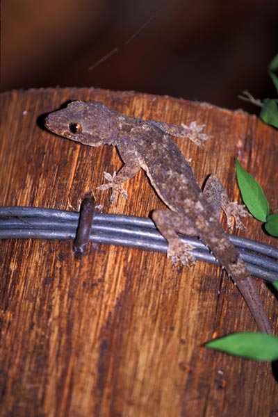 Tropical House Gecko (Hemidactylus mabouia)