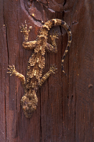 Flat-headed House Gecko (Hemidactylus platycephalus)