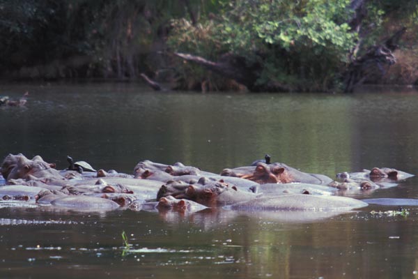 Serrated Hinged Terrapin (Pelusios sinuatus)