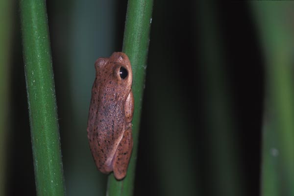 Gong Frog (Hyperolius glandicolor)