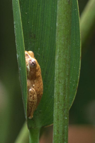 Gong Frog (Hyperolius glandicolor)