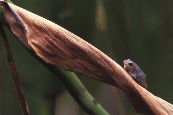 Gong Frog (Hyperolius glandicolor)