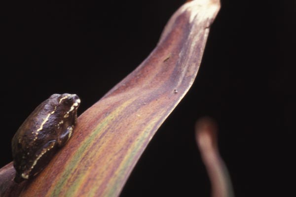 Gong Frog (Hyperolius glandicolor)