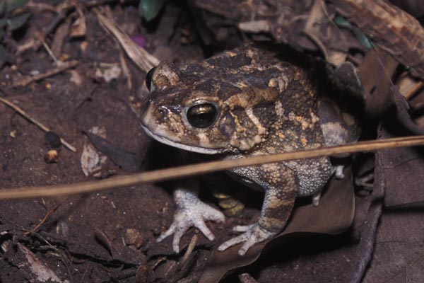 Flat-backed Toad (Sclerophrys maculata)