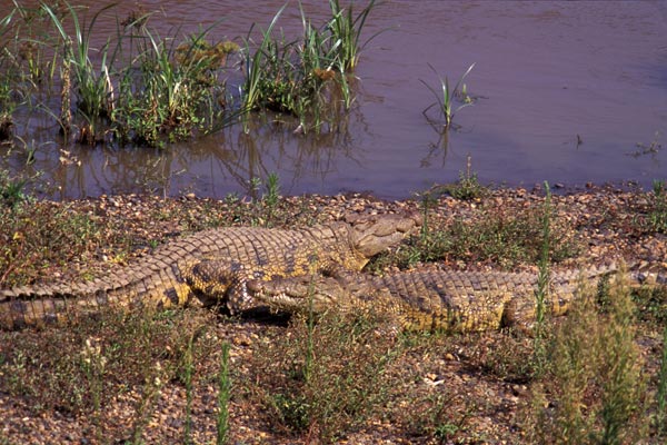 East African Crocodile (Crocodylus niloticus africanus)