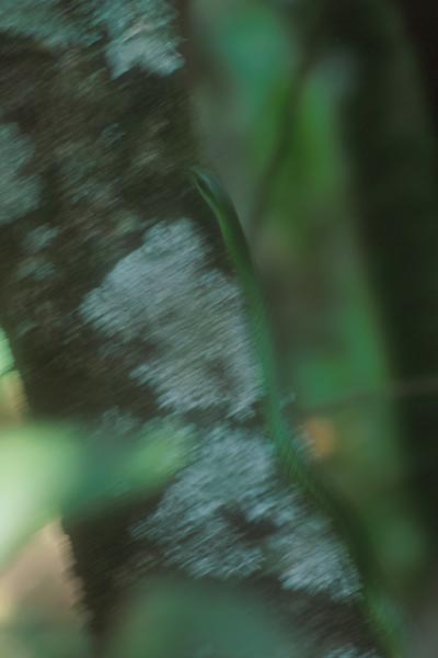 Boomslang (Dispholidus typus)