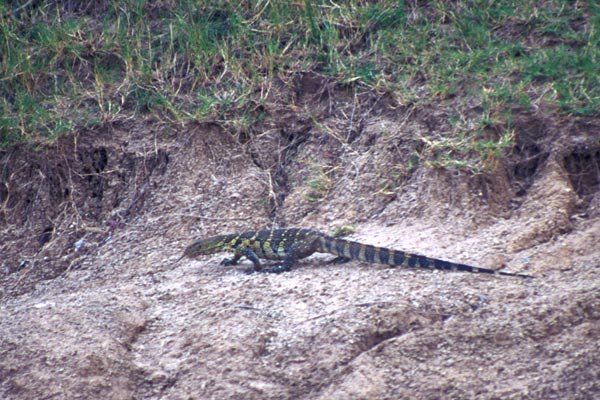 Nile Monitor (Varanus niloticus)