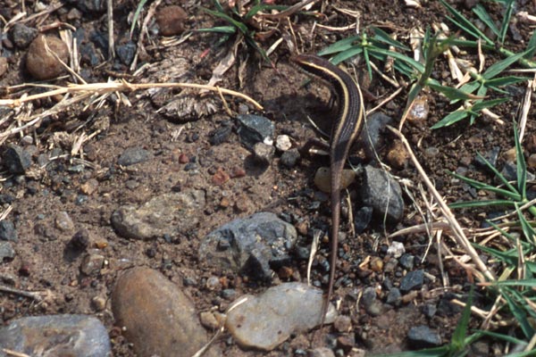 Striped Skink (Trachylepis striata)