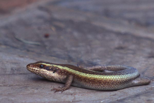 Striped Skink (Trachylepis striata)