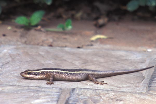 Striped Skink (Trachylepis striata)