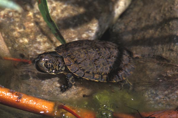 Western Pond Turtle (Actinemys marmorata)