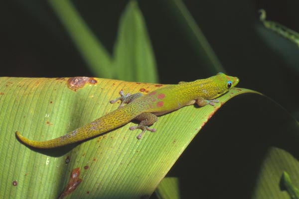 Gold Dust Day Gecko (Phelsuma laticauda laticauda)