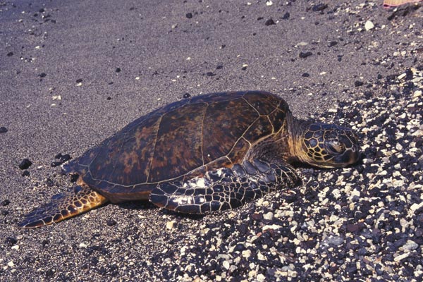 Green Sea Turtle (Chelonia mydas)