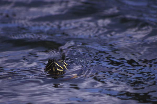 Peninsula Cooter (Pseudemys peninsularis)