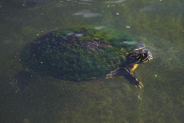 Peninsula Cooter (Pseudemys peninsularis)