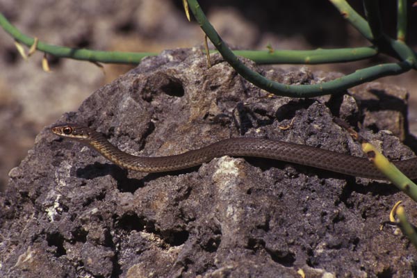 Everglades Racer (Coluber constrictor paludicola)