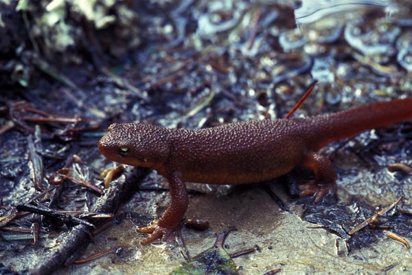 California Newt (Taricha torosa)