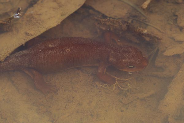 California Newt (Taricha torosa)