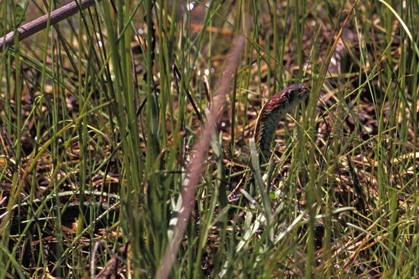 California Red-sided Gartersnake (Thamnophis sirtalis infernalis)