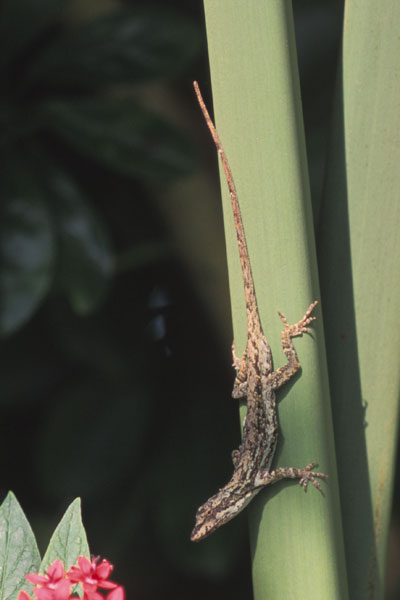 Gray Lichen Anole (Anolis intermedius)