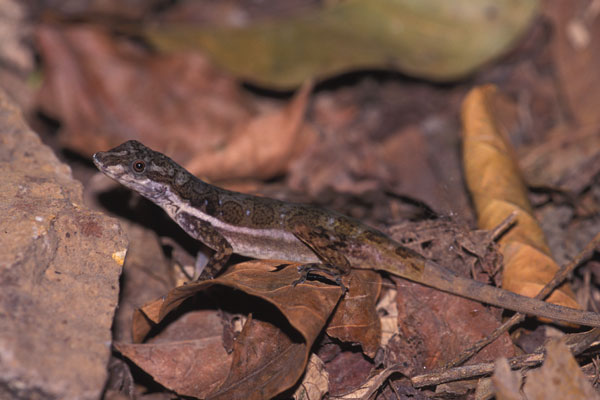 Stream Anole (Anolis lionotus)