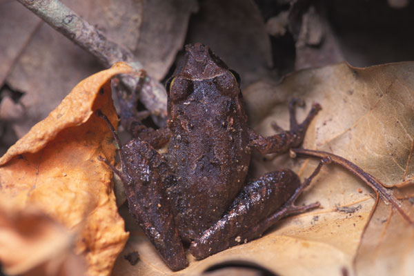 Slim-fingered Rain Frog (Craugastor crassidigitus)