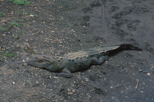 American Crocodile (Crocodylus acutus)