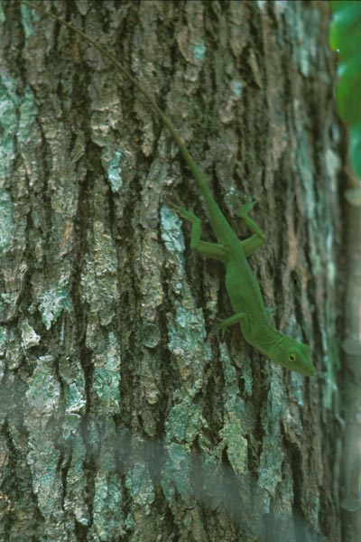 Neotropical Green Anole (Anolis biporcatus)