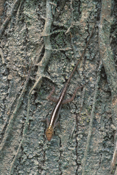 Dry Forest Anole (Anolis cupreus)