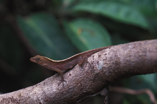 Dry Forest Anole (Anolis cupreus)