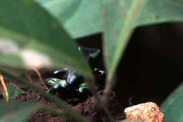 Green-and-black Poison Dart Frog (Dendrobates auratus)