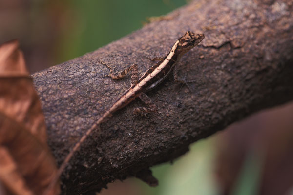 Dry Forest Anole (Anolis cupreus)