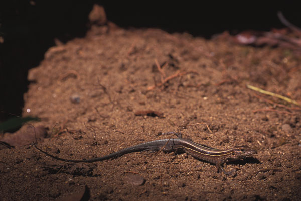 Four-lined Ameiva (Holcosus quadrilineatus)