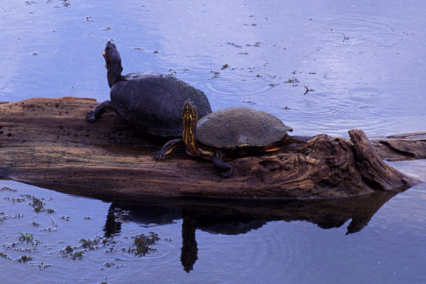 Panamanian Slider (Trachemys venusta panamensis)