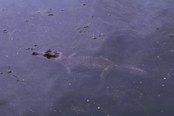 Common Caiman (Caiman crocodilus)