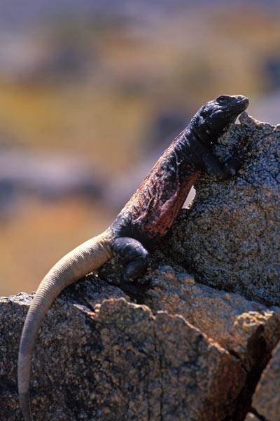 Common Chuckwalla (Sauromalus ater)