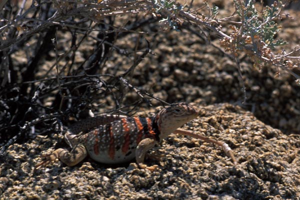 Great Basin Collared Lizard (Crotaphytus bicinctores)