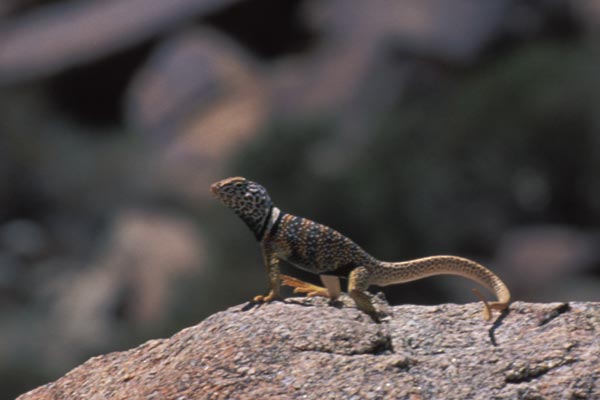 Great Basin Collared Lizard (Crotaphytus bicinctores)