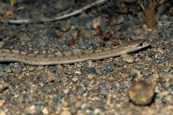 Desert Glossy Snake (Arizona elegans eburnata)