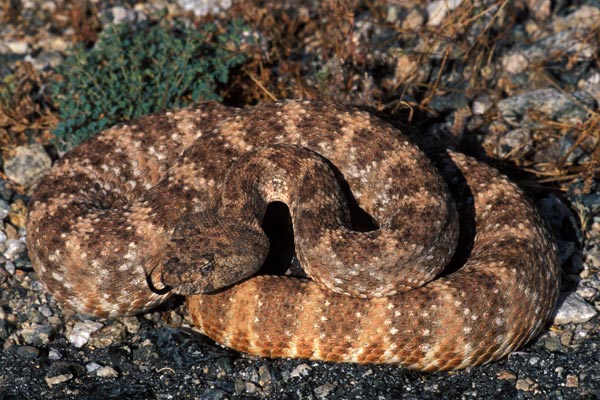 Southwestern Speckled Rattlesnake (Crotalus pyrrhus)