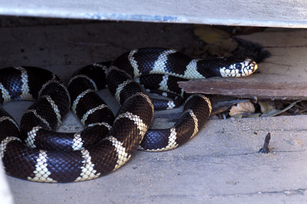 California Kingsnake (Lampropeltis californiae)