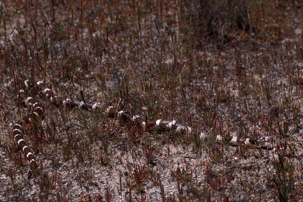 California Kingsnake (Lampropeltis californiae)