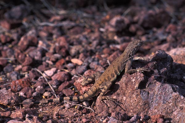 Eastern Zebra-tailed Lizard (Callisaurus draconoides ventralis)