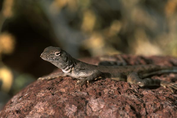 Eastern Zebra-tailed Lizard (Callisaurus draconoides ventralis)