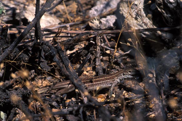 Sonoran Spotted Whiptail (Aspidoscelis sonorae)