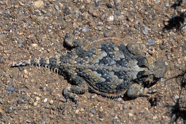 Desert Horned Lizard (Phrynosoma platyrhinos)