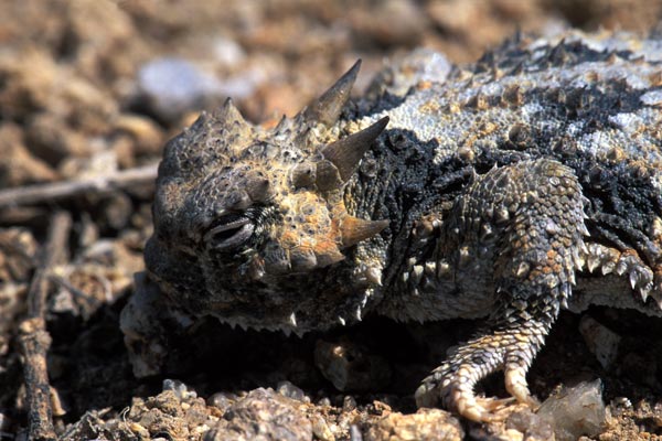 Desert Horned Lizard (Phrynosoma platyrhinos)