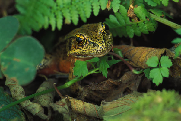 [http://www.wildherps.com/images/herps/standard/015622_northern_red-legged_frog.jpg]