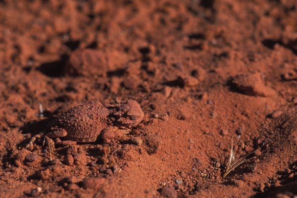 Desert Horned Lizard (Phrynosoma platyrhinos)