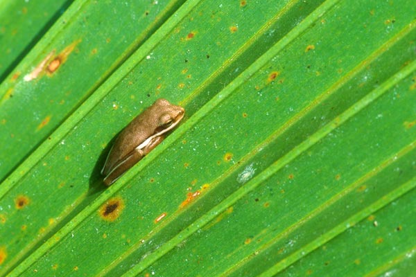 Green Treefrog (Hyla cinerea)